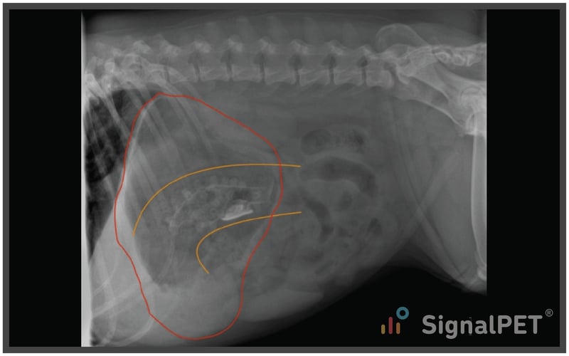 Radiology Case of the Week Canine Gastrointestinal Foreign Body